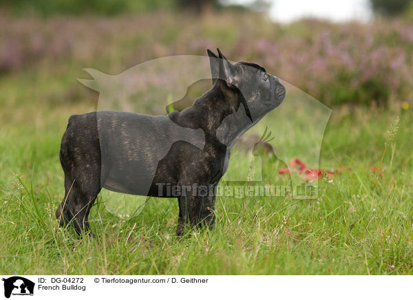 Franzsische Bulldogge / French Bulldog / DG-04272