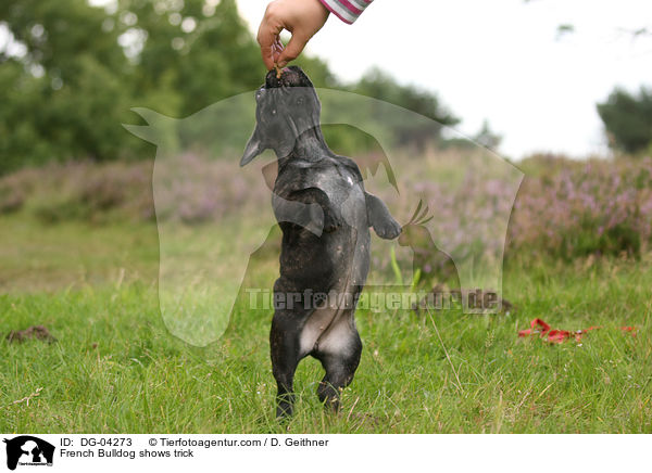 Franzsische Bulldogge macht Mnnchen / French Bulldog shows trick / DG-04273