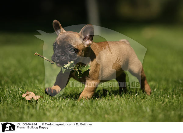 Franzsische Bulldogge Welpe / French Bulldog Puppy / DG-04284