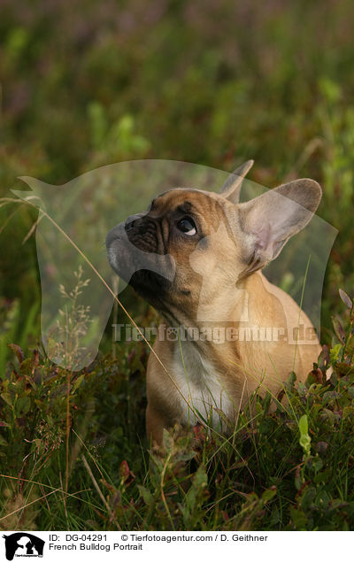 Franzsische Bulldogge Portrait / French Bulldog Portrait / DG-04291