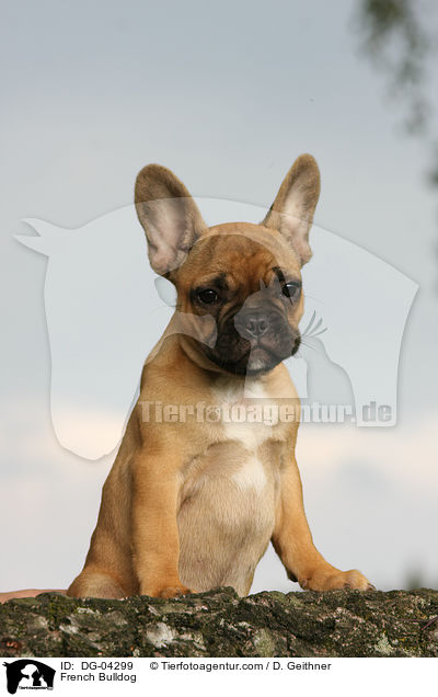 Franzsische Bulldogge / French Bulldog / DG-04299