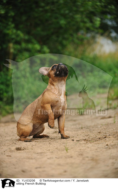 sitzende Franzsische Bulldogge / sitting French Bulldog / YJ-03206