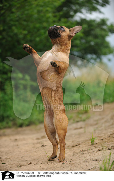 Franzsische Bulldogge macht Mnnchen / French Bulldog shows trick / YJ-03209