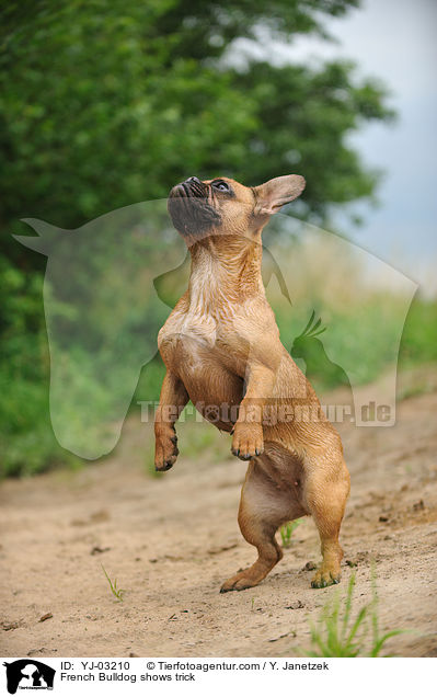 Franzsische Bulldogge macht Mnnchen / French Bulldog shows trick / YJ-03210