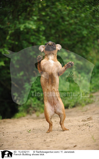 Franzsische Bulldogge macht Mnnchen / French Bulldog shows trick / YJ-03211