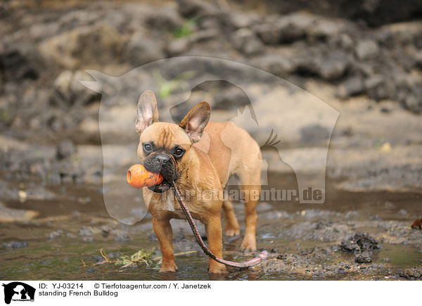 stehende Franzsische Bulldogge / standing French Bulldog / YJ-03214