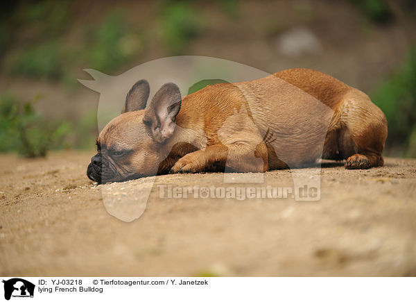 liegende Franzsische Bulldogge / lying French Bulldog / YJ-03218