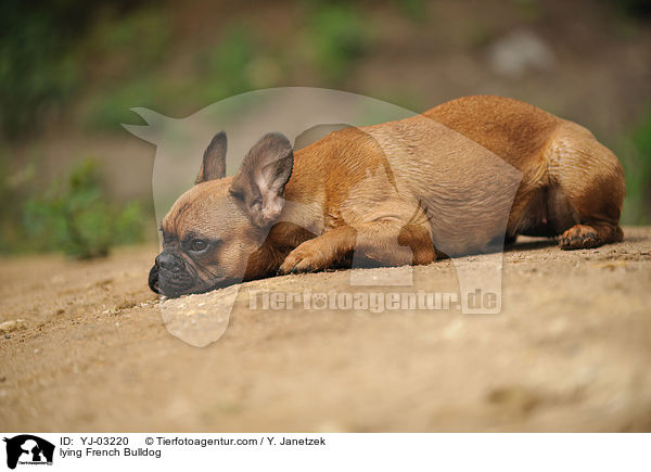 liegende Franzsische Bulldogge / lying French Bulldog / YJ-03220