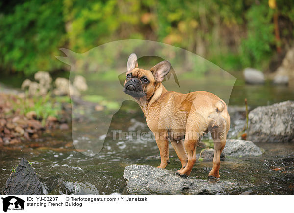 stehende Franzsische Bulldogge / standing French Bulldog / YJ-03237