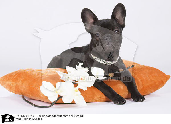 liegende Franzsische Bulldogge / lying French Bulldog / NN-01147