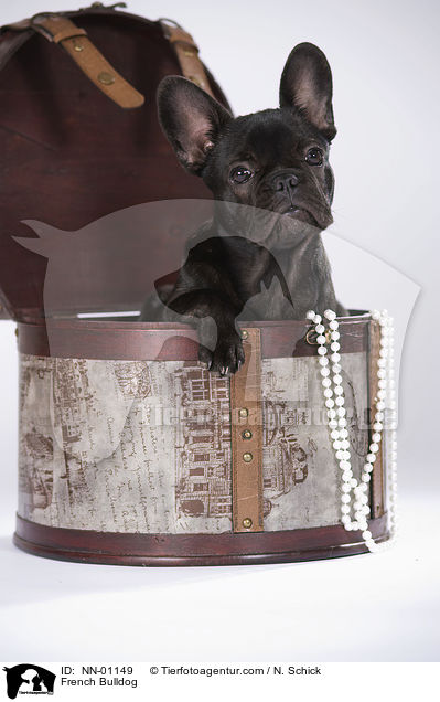 Franzsische Bulldogge / French Bulldog / NN-01149