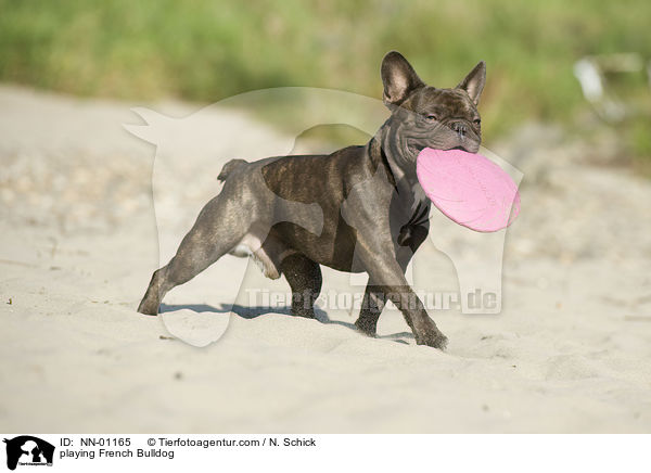 playing French Bulldog / NN-01165
