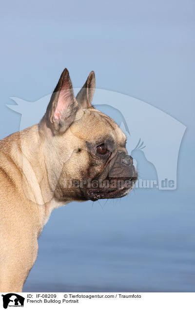 Franzsische Bulldogge Portrait / French Bulldog Portrait / IF-08209