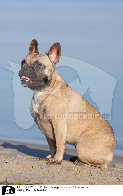 sitzende Franzsische Bulldogge / sitting French Bulldog / IF-08210