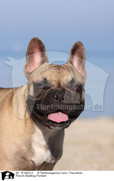 Franzsische Bulldogge Portrait / French Bulldog Portrait / IF-08212