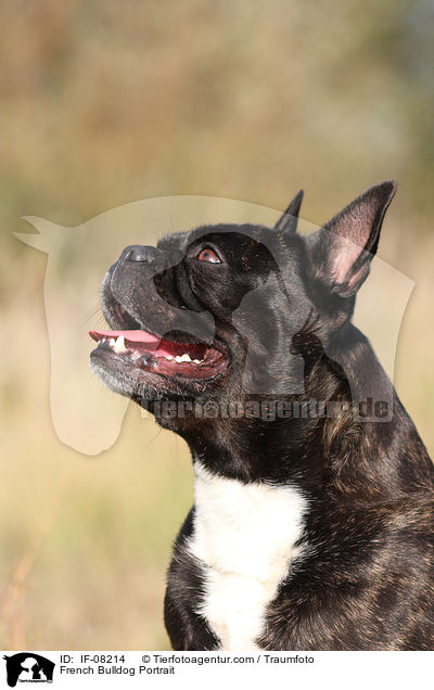 Franzsische Bulldogge Portrait / French Bulldog Portrait / IF-08214