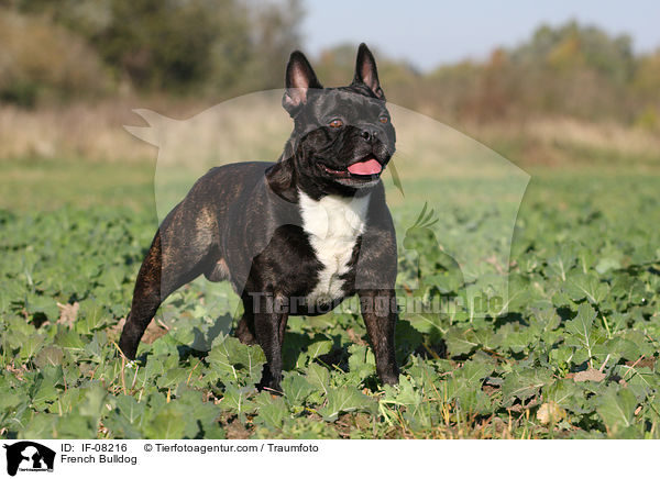 Franzsische Bulldogge / French Bulldog / IF-08216