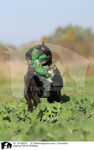 spielende Franzsische Bulldogge / playing French Bulldog / IF-08222