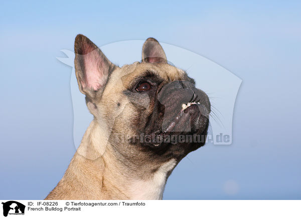 Franzsische Bulldogge Portrait / French Bulldog Portrait / IF-08226