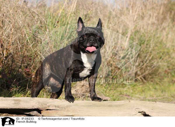 Franzsische Bulldogge / French Bulldog / IF-08233