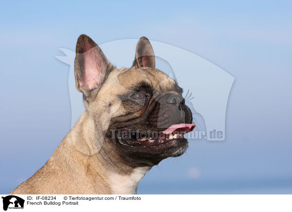 Franzsische Bulldogge Portrait / French Bulldog Portrait / IF-08234