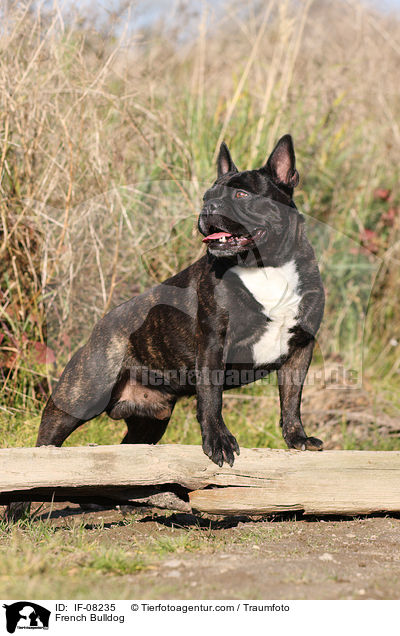 Franzsische Bulldogge / French Bulldog / IF-08235
