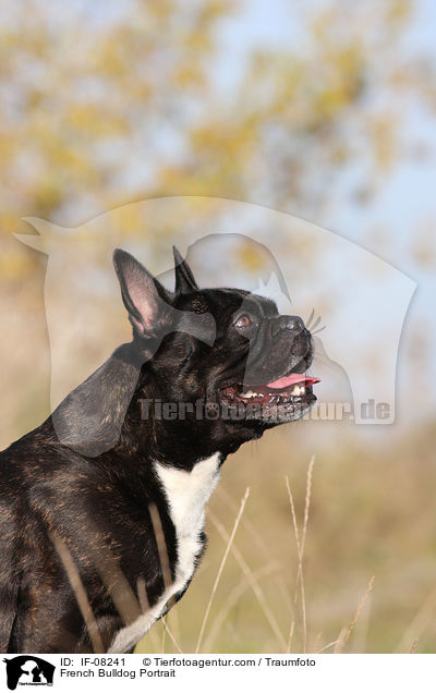 Franzsische Bulldogge Portrait / French Bulldog Portrait / IF-08241