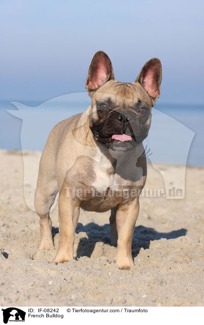 Franzsische Bulldogge / French Bulldog / IF-08242