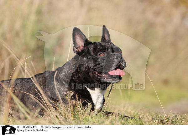 liegende Franzsische Bulldogge / lying French Bulldog / IF-08243