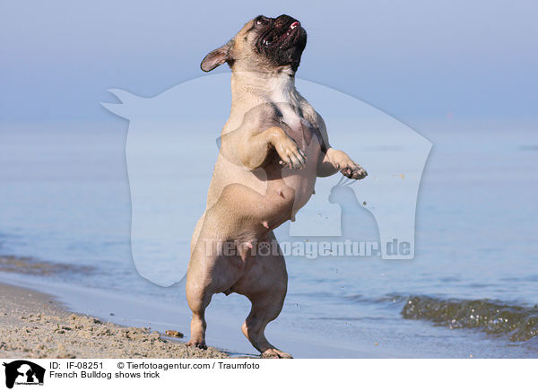 Franzsische Bulldogge macht Mnnchen / French Bulldog shows trick / IF-08251