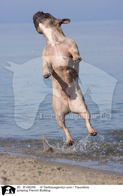 springende Franzsische Bulldogge / jumping French Bulldog / IF-08256