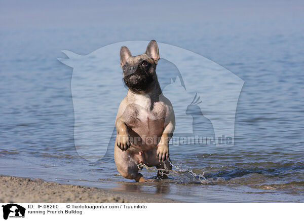 rennende Franzsische Bulldogge / running French Bulldog / IF-08260