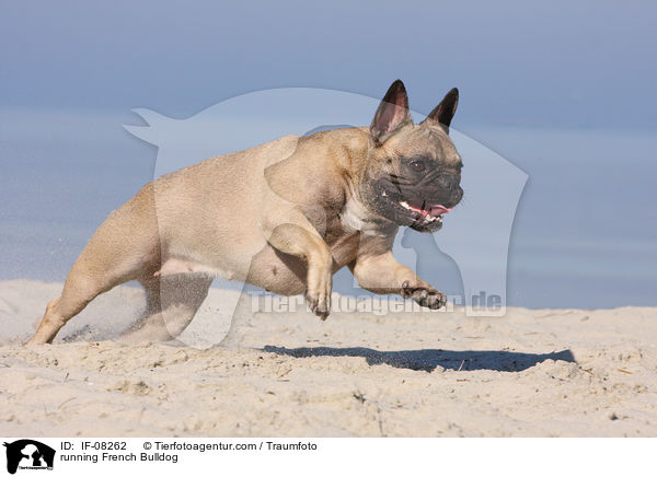 running French Bulldog / IF-08262