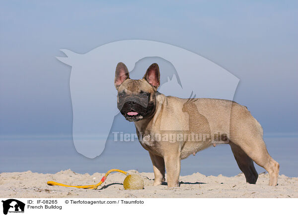 Franzsische Bulldogge / French Bulldog / IF-08265