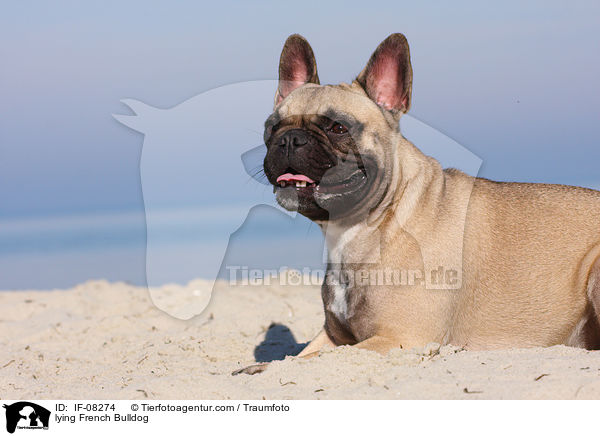liegende Franzsische Bulldogge / lying French Bulldog / IF-08274