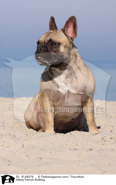 sitzende Franzsische Bulldogge / sitting French Bulldog / IF-08276