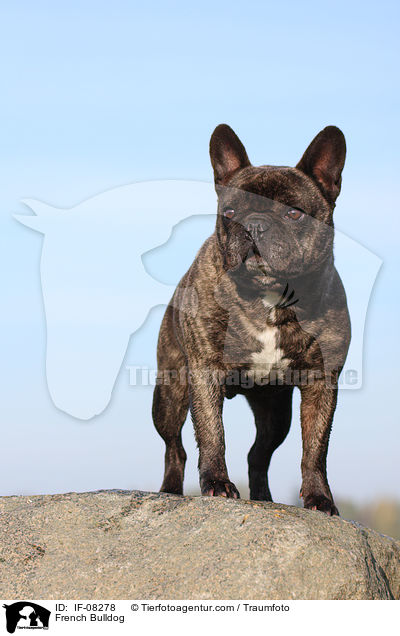 Franzsische Bulldogge / French Bulldog / IF-08278