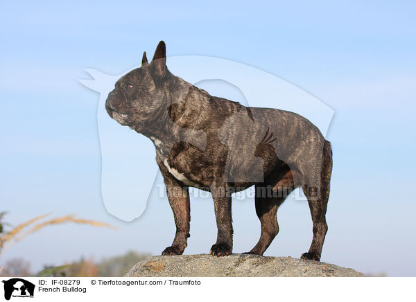 Franzsische Bulldogge / French Bulldog / IF-08279