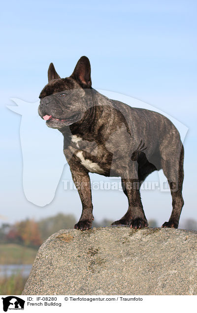 Franzsische Bulldogge / French Bulldog / IF-08280