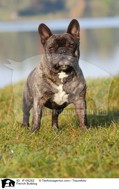 Franzsische Bulldogge / French Bulldog / IF-08282