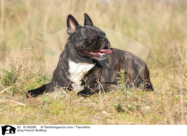 liegende Franzsische Bulldogge / lying French Bulldog / IF-08288