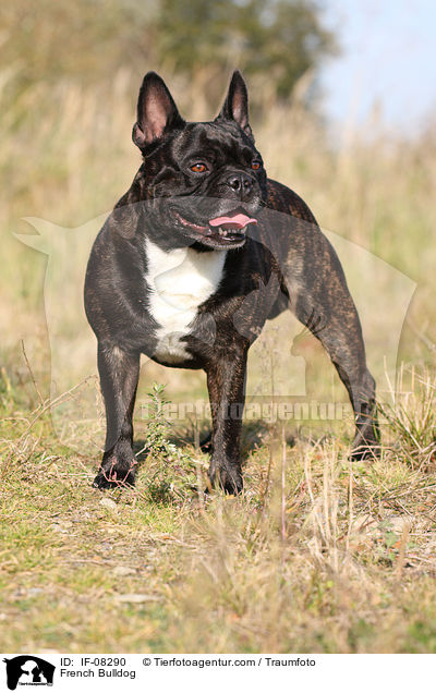 Franzsische Bulldogge / French Bulldog / IF-08290