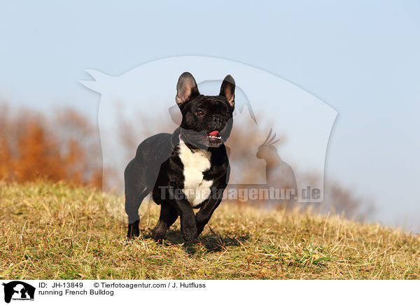 rennende Franzsische Bulldogge / running French Bulldog / JH-13849