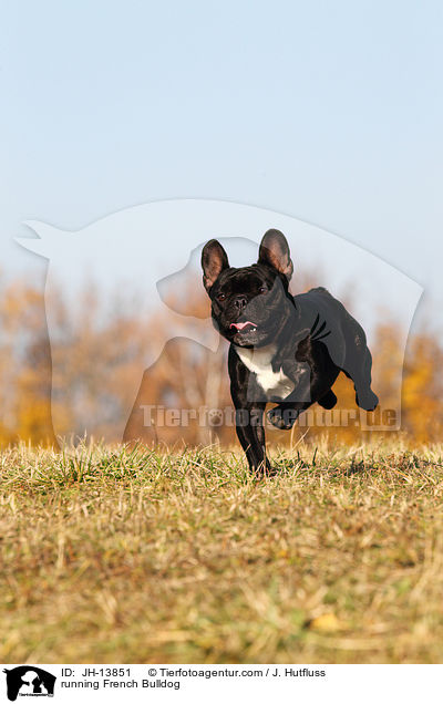 rennende Franzsische Bulldogge / running French Bulldog / JH-13851