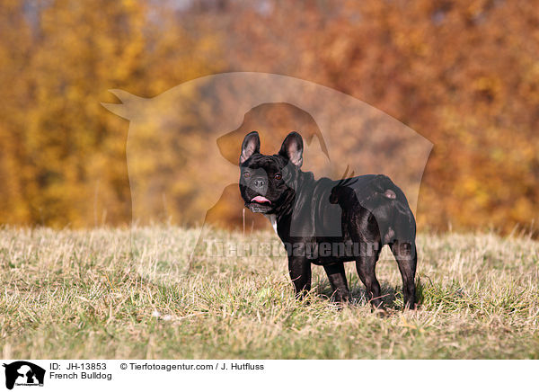 Franzsische Bulldogge / French Bulldog / JH-13853