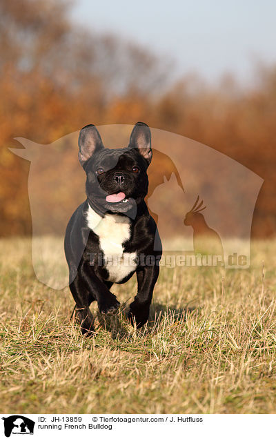 rennende Franzsische Bulldogge / running French Bulldog / JH-13859