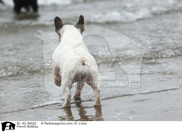 Franzsische Bulldogge / French Bulldog / KL-08522