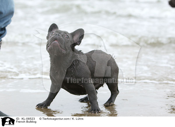 Franzsische Bulldogge / French Bulldog / KL-08523