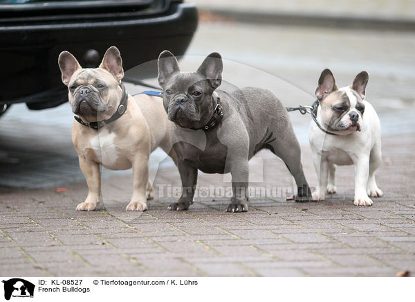 Franzsische Bulldoggen / French Bulldogs / KL-08527