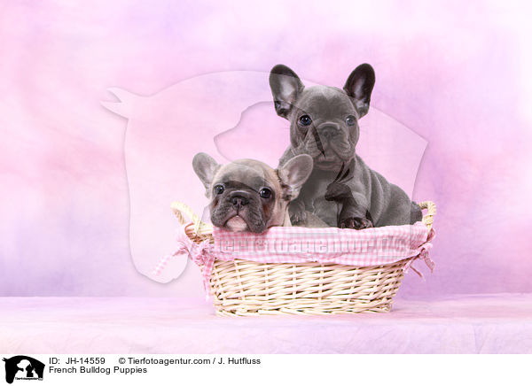 Franzsische Bulldogge Welpen / French Bulldog Puppies / JH-14559